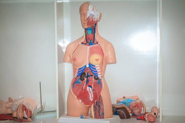 Mu'asasada Jaamacadda Plasma oo qalabeyn iyo balaarin ku sameysay qeybta tababarka ardayda Caafimaadka ee Jaamacadda Plasma Xarunta Jowhar.